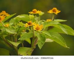 Image result for Aspilia ciliata