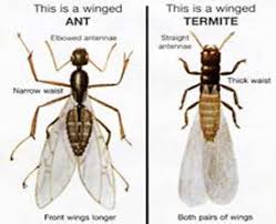 There are some subtle differences between termites and flying ants, however. Ants Vs Termites Lexington Ky Guarantee Pest Control Inc