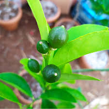 Limon yetiştirme hakkında bilmek istedikleriniz bu yazıda. Limon Fidani Saksili Cicekli Meyveli Yediveren Mayer Hepsibahcemden