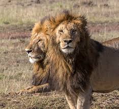 نتیجه جستجوی لغت [headed] در گوگل