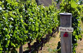 The order of service was established beforehand by lottery. Five Top Rated New World Pinot Noirs Iwsc