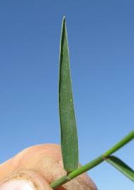 Image result for Entolasia