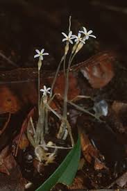 Image result for Schinziella tetragona