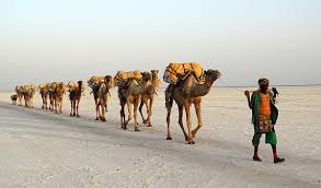 There are three living species of camels. Camel Train Wikipedia