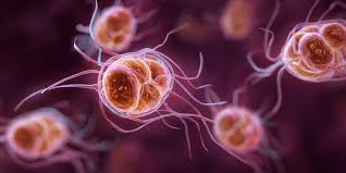 Image result for Gastrodia rwandensis