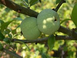 Image result for Chaenomeles