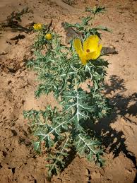 Image result for Argemone