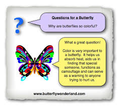 Questions For A Butterfly This Or That Questions Butterfly Poems Butterfly