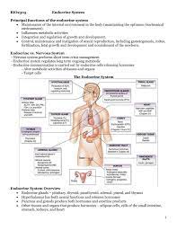 The Endocrine System Austin Community College