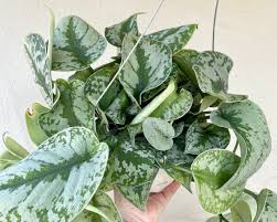 The scindapsus pictus, is native to southeast asia and has the reputation of being one of the easiest houseplants to keep alive. Excited To Share This Item From My Etsy Shop Scindapsus Pictus Large Silver Splash Pothos Exotica Live H Silver Splash Pothos House Plants Indoor Plants