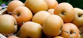 Check spelling or type a new query. Growing Asian Pears