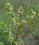 Image result for Clutia swynnertonii