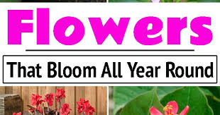 Read on because we cover some popular plants that. Gorgeous Flowers That Bloom All Year Round In India Patio Flowers Evergreen Flowers Flowering Plants In India