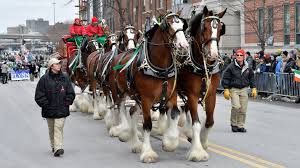 Check spelling or type a new query. Budweiser Clydesdales To Take Part In Roanoke S St Patrick S Day Parade
