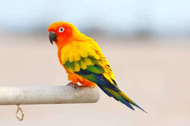 Sun Conure Parrot