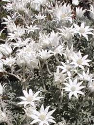 Dense enough to be used as a low hedge, usually wider than tall, correas offer gardeners a sturdy. Shrubs 1 Metre Or Less High Smaller Flowering Shrubs For Rockeries And Small Gardens Also Look In Lt A Href Quot Ground Covers 1 Metre Or Less High Quot Gt 1 M Groundcovers Lt A Gt Section Page 1