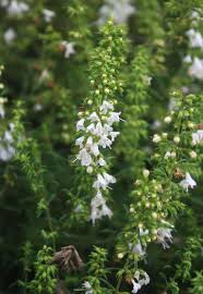 Image result for Satureja