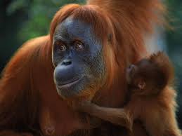 Deforestation in the leuser ecosystem in august. Sumatran Orangutan Species Wwf