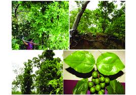 Image result for Strychnos potatorum