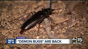 The palo verde root borer (derobrachus geminatus), more commonly known as the palo verde beetle, may look terrifying, but it is harmless to humans. Palo Verde Beetles Are Back Just In Time To Mate Youtube