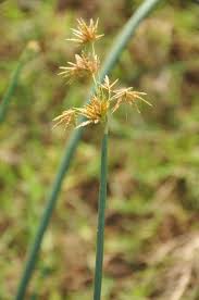 Image result for Cyperus obtusiflorus