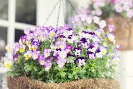 Which is good for the bee population. 20 Flowering Plants That Attract Bees Pollinator Friendly Plants