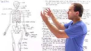 This is an online quiz called structure of the long bone. Long Bones Short Bones Flat Bones Irregular Bones Sesamoid Bones Youtube