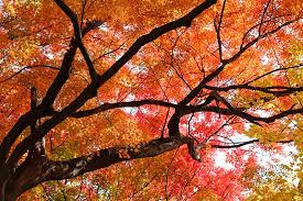 Which color of autumn matches your spirit? Autumn Blaze Maple Tree Growing Care Guide Trees Com