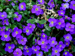 But when planting ground cover plants, you'll avoid much of that. Ground Cover Blue Pillow Flowers Free Photo On Pixabay