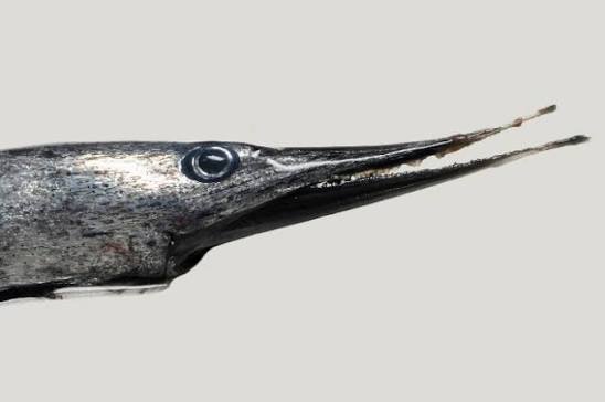 Serrivomer beanii