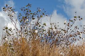 Image result for Gossypium barbadense