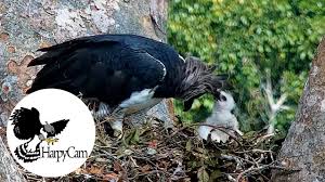 It is the largest and most powerful raptor found throughout its range, and among the largest extant species of eagles in the world. Harpy Eagle Chick Gets To Play With Mom Harpycam 10 Youtube