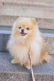 Maybe you would like to learn more about one of these? 15 Things You Should Know Before Getting A Pomapoo A Pomeranian Poodle Mix Your Dog Advisor