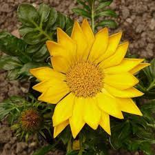 زهرة الذهب in 2021 plants flowers