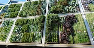 Cara membuat kolam ikan sendiri di area taman rumah. 8 Langkah Cara Membuat Vertical Garden Di Rumah