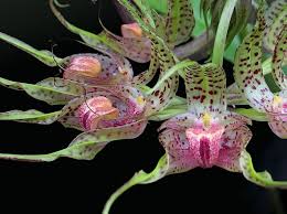 Image result for Rhipidoglossum ovale