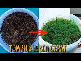 Satu tablet (250 mg) ciprofloxacyn bisa digunakan untuk 100 liter air akuarium. Ini Rahasia Perbanyak Tanaman Aquascape Dengan Mudah Dan Cepat Emersed Hairgrass Dan Anubias Youtube Tanaman Akuarium