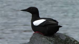 White Bird With Blue Feet Black Guillemot Bird Life List Sea Birds Beautiful Birds