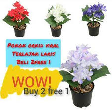 Konjungsi adalah kata maupun ungkapan penghubung antar frasa, antar kata, antar kalimat dan antar klausa. Orkid Hiasan Home Decor Carousell Malaysia