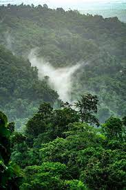 Everything You Need To Know About The Amazon Rainforest Deforestation Rainforest Pictures Amazon Rainforest Deforestation Rainforest Deforestation