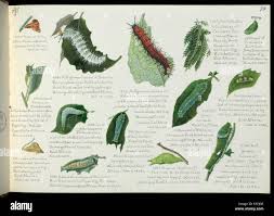 Image result for Mellera lobulata