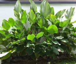 Tanaman yang sangat instagramable ini adalah tanaman dengan ukuran daun yang cenderung besar. 6 Tanaman Hias Daun Lebar Yang Paling Tepat Untuk Memperindah Rumah Star Farm International