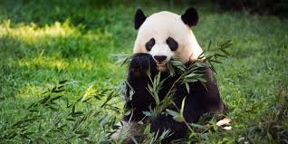 Panda aims to promote open science, human agency and courageous societies, empowering the public with accurate information thereby enabling individuals to exercise freedom of choice and preserve human liberties and free societies. The Miracle Of Breeding A Panda Cub During A Pandemic The New Yorker