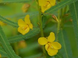 Image result for Chamaecrista mimosoides