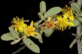 Image result for Grewia flava