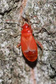 This little bug sparked what unfolded into a great mystery for me shortly after arriving in warsaw, poland. European Firebug Pyrrhocoris Apterus Inaturalist