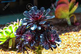 The combination of purple leaves and pink flowers is an unusual color scheme in a plant, but a few succulent plants with trailing growth exhibit these characteristics. Dark Purple Succulent Plant California Stock Photo Picture And Royalty Free Image Image 47337894