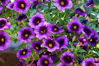 Image result for flowers that need full sunlight