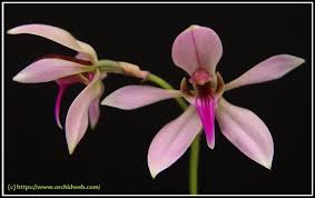 Image result for Ancistrochilus rothschildianus