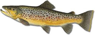Fly Fishing Guide Asheville Nc Brown Trout Fly Fishing
